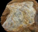 Fossil Paleocene Ginkgo & Cocculus Leaf - North Dakota #95516-1